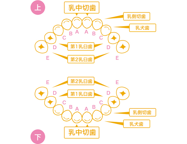 乳歯の生える標準年齢