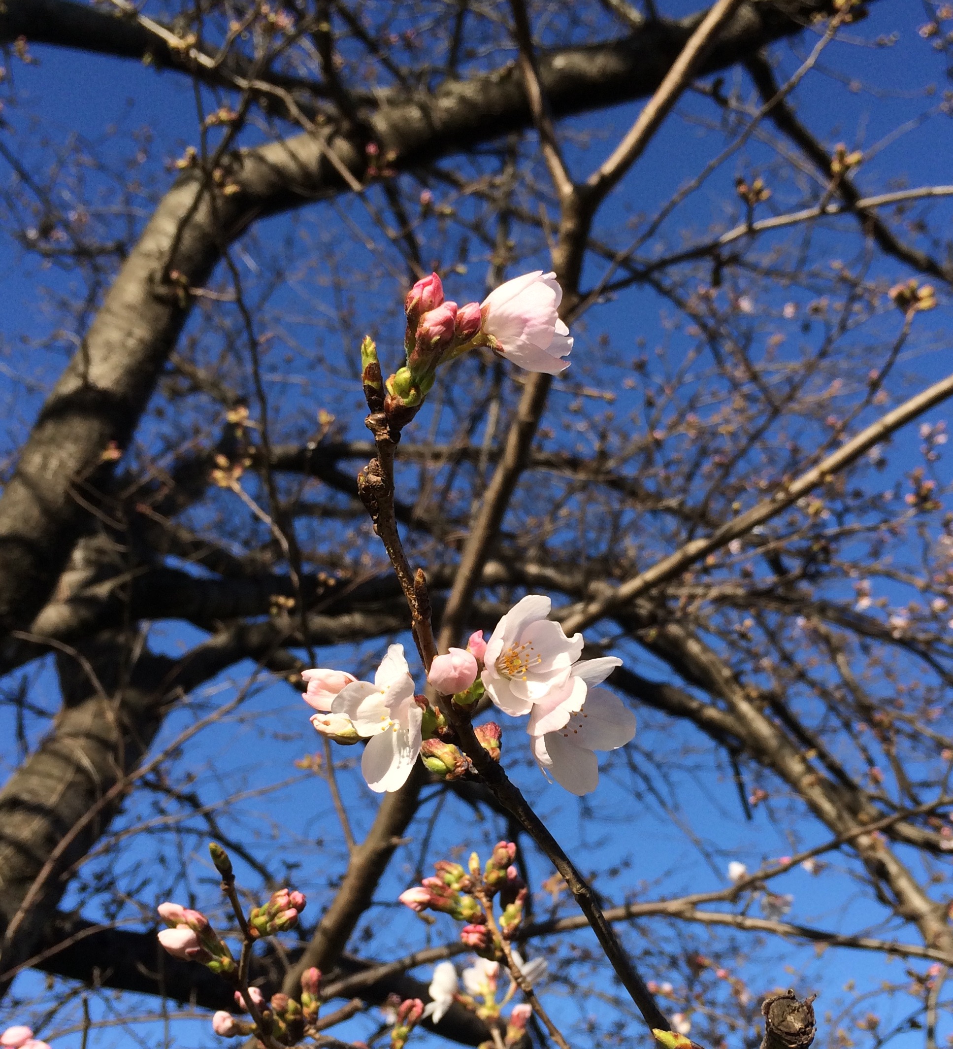 写真1