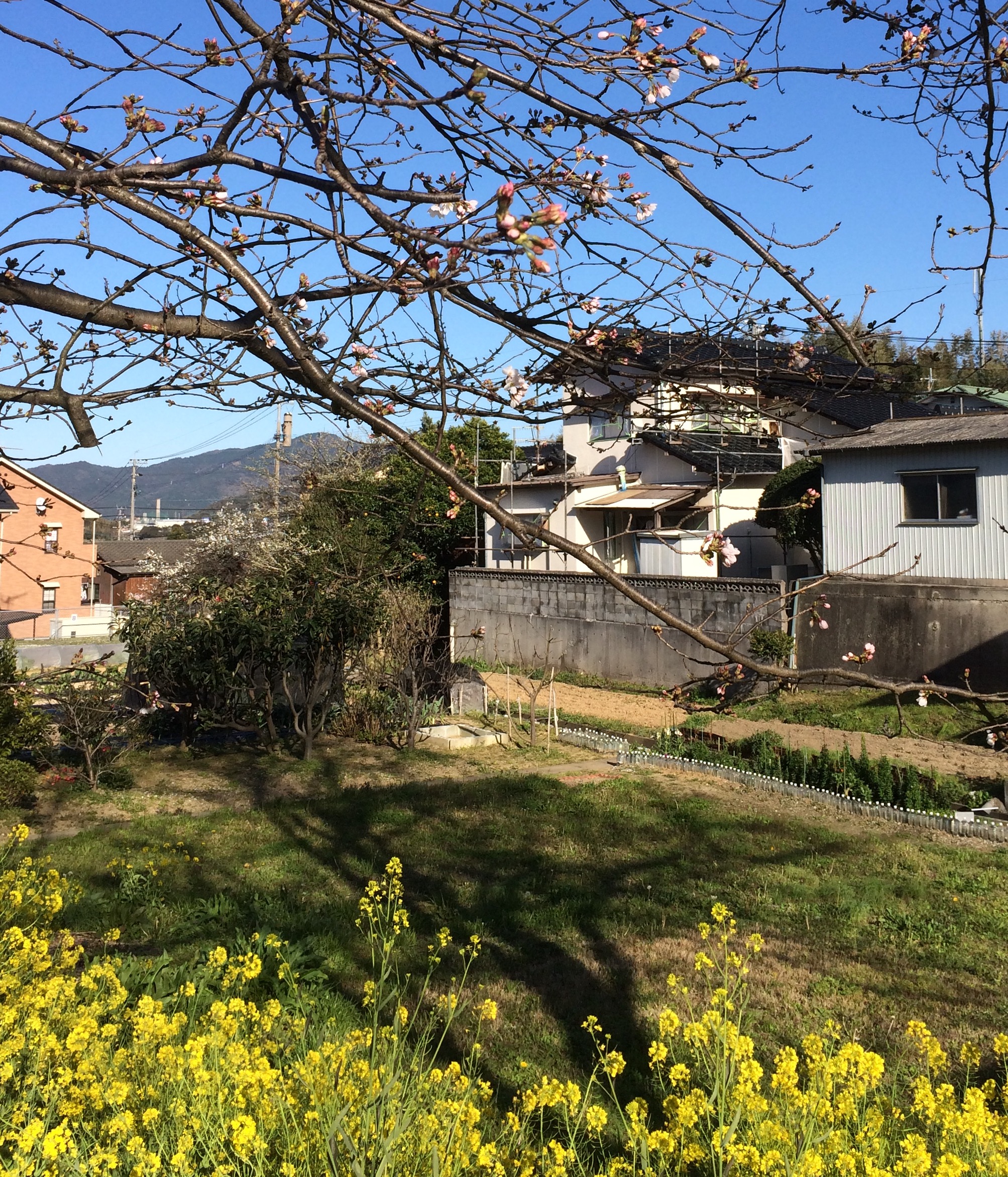 写真2