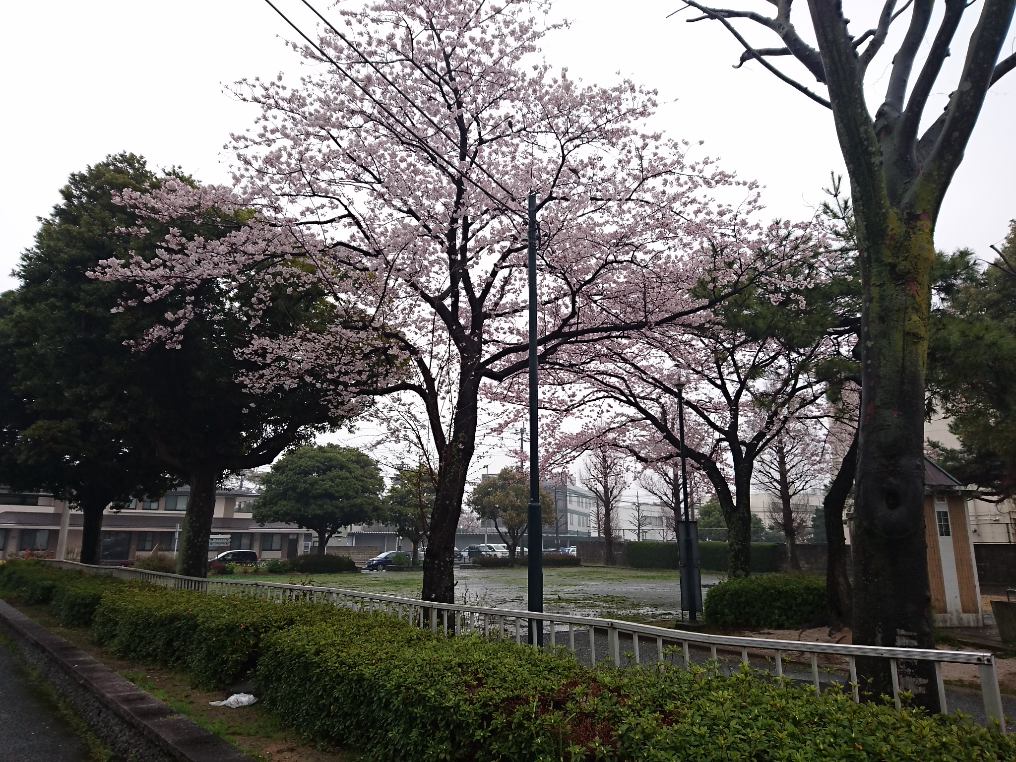 写真1