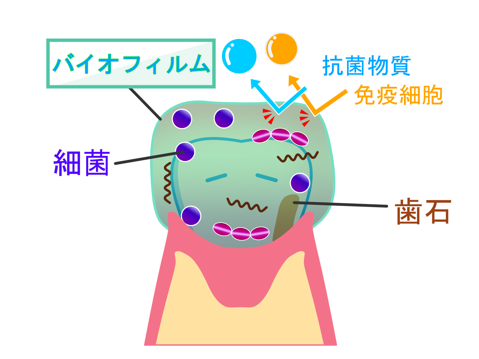 写真1